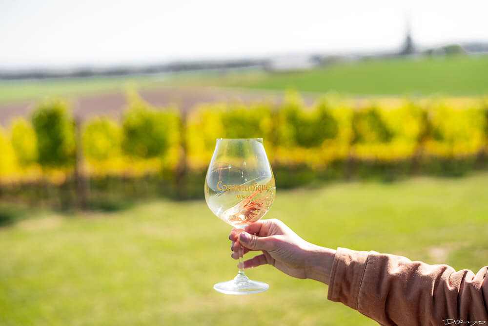 Photos with Communique Wines in McMinville, Oregon, in the Fall of 2020.